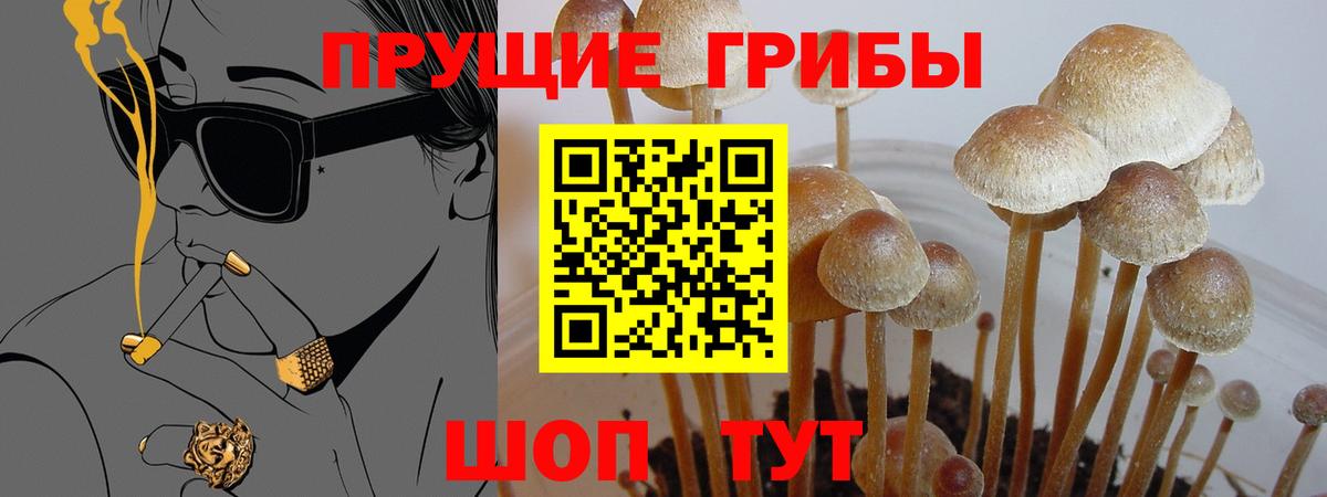 Камышин  Галлюциногенные грибы ЛСД  дарнет шоп  Вход с VPN  Псилоцибиновые грибы Psilocybine cubensis 